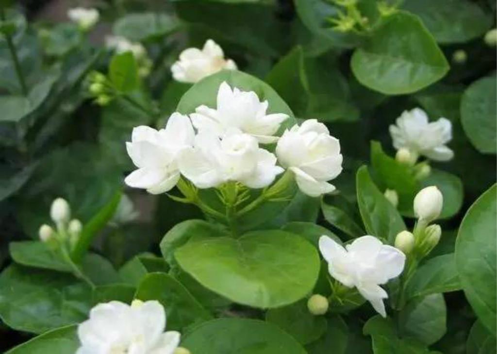 春节催生另类收藏热老底子的年画受追捧作者:未知2017-02-0908:26:07来源:杭州日报新春佳节张贴年画，曾是家“星空体育官网”