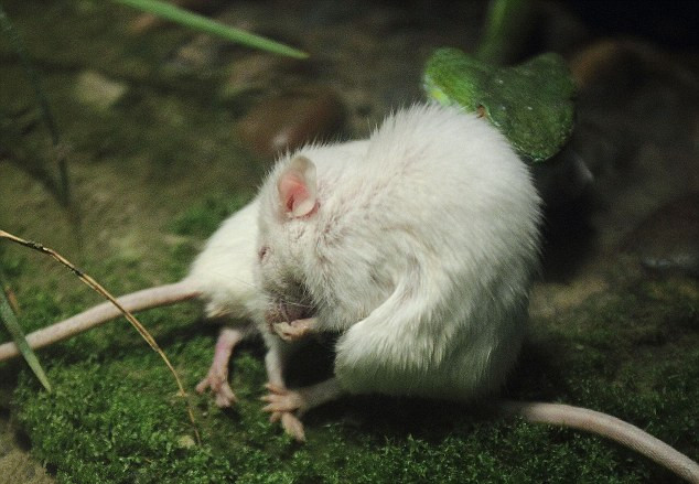 《妈妈是超人3》探索亲子IP进阶之路,凯叔讲故事鼎力加盟:星空官网登录(图1) 星空官网登录