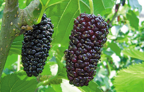 星空体育官网：漯河市教育局组织系统党员干部到伊坪小学烈士纪念馆开展主题教育活动(图2)