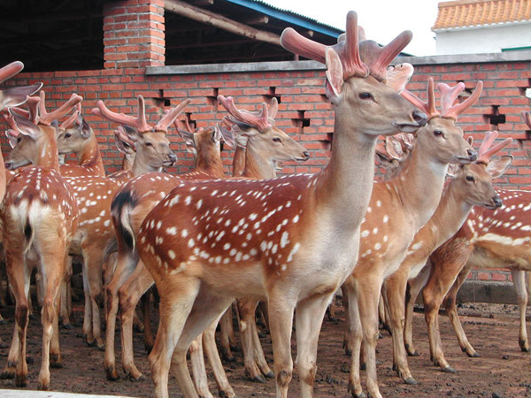 xingkong.com-淅川一小在“责任田”里开展“劳动实践促成长”主题教育活动(图2) 星空官网登录