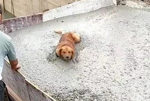 太漂亮了!千年难见的稀世奇花着花了 真的太美了-星空体育官网(图3) 星空体育官网