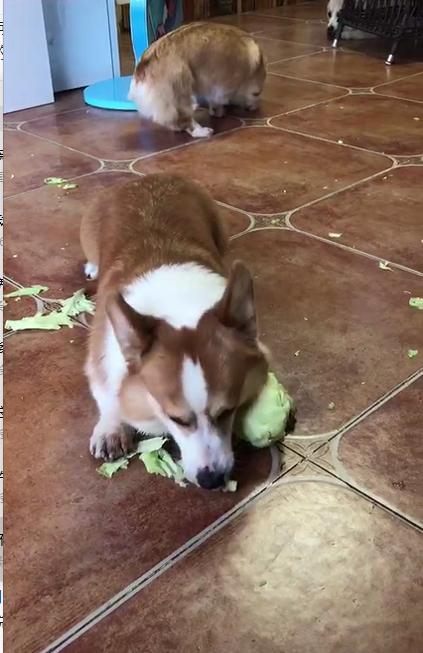 中国买家纽约拍场扫货‘xingkong体育官网登录’(图2) 中国买家纽约拍场扫货‘xingkong体育官网登录’(图2)