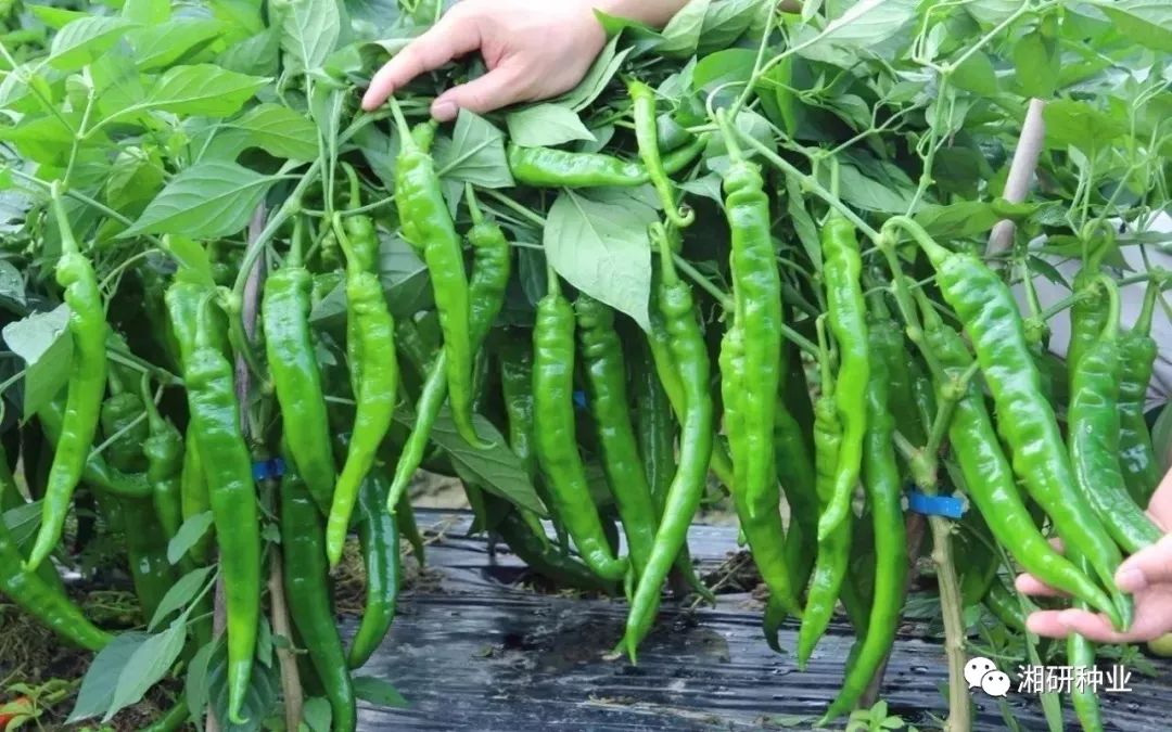 <h1>“艺考”逐梦背后的汗水_xingkong.com(图3) xingkong体育官网登录