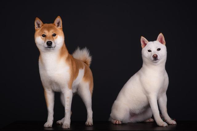 星空体育官网-身价涨千倍钱币收藏内有乾坤(图1) 星空体育官网-身价涨千倍钱币收藏内有乾坤(图1)