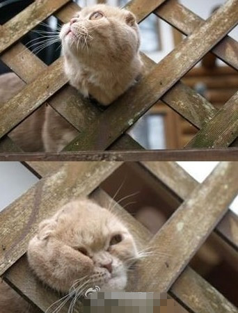 xingkong.com-马竞奇兵欲捍卫主场不失球 温格欧战250场或成最后一战?(图2) xingkong.com-马竞奇兵欲捍卫主场不失球 温格欧战250场或成最后一战?(图2)