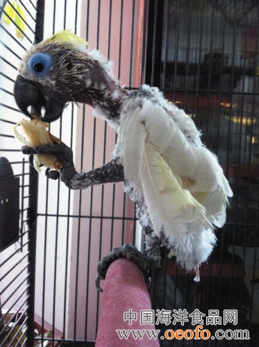 皇马挪威天才战国安献2助攻 入选欧冠名单披21号“星空体育官网”(图2) 星空体育官网