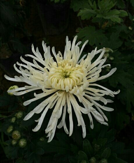 业内行家称1.51亿元瓷母远未达到预估价作者:未知2014-10-1310:05:46来源:中国文物网中国文物网讯(编辑“xingkong.com”(图2) 星空体育官网